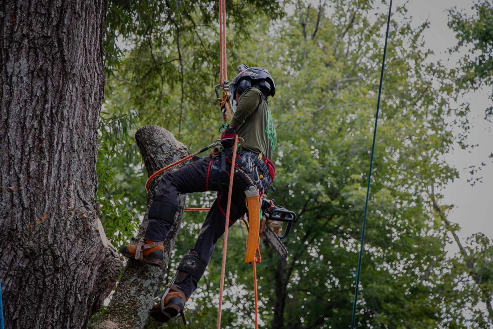 Rubio Tree Services professional team