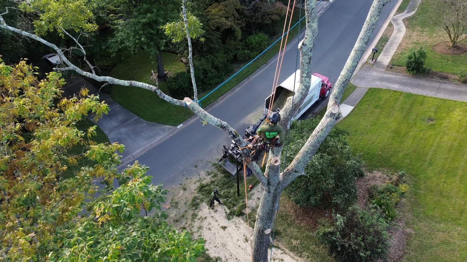 Completed tree work project by Rubio Tree Services
